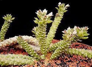 Monadenium Guentheri
