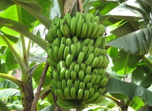 केला 