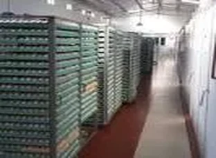 Karamsar Poultry