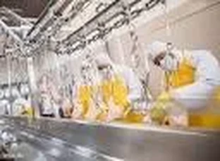 Garg Poultry Services