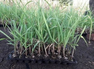 8005 sugarcane plants