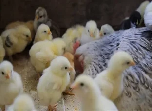 Chicks 