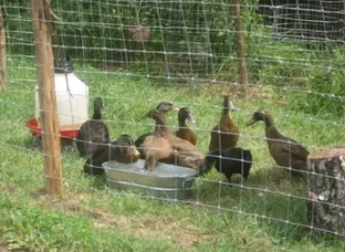 Duck eggs