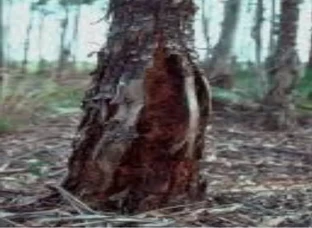 Eucalyptus 