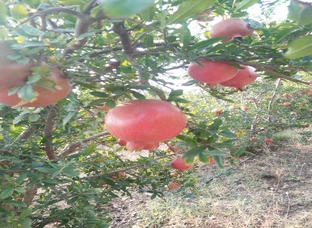 Pomongranate 