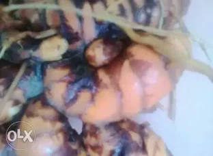 Organic turmeric