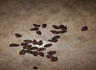 Hybride cotton seed