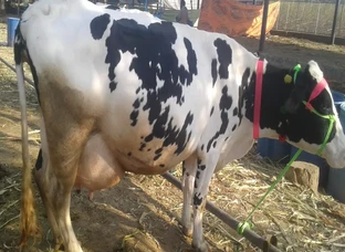 Milk