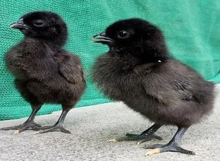 Kadaknath chicks