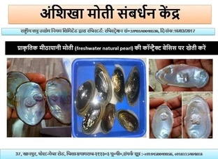 मीठापानी प्राकृतिक सम्बर्धन मोती 