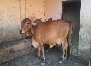 Organic Milk