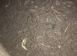 Varmi compost
