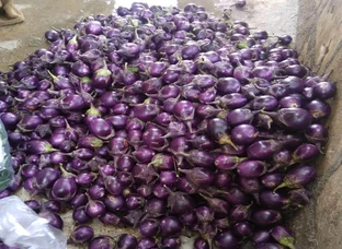 organic Brinjal