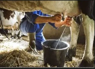 milk