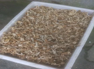 Mushroom Dri