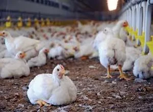 Poultry farming