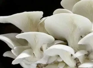 Oyster Mushroom 