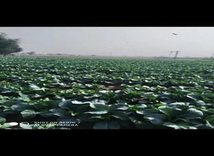 Agriculture