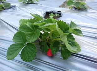 Strawberry
