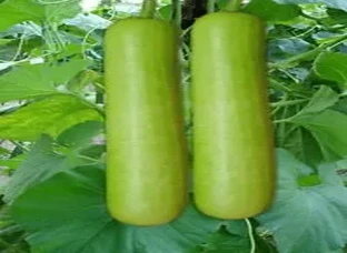 organic lauki