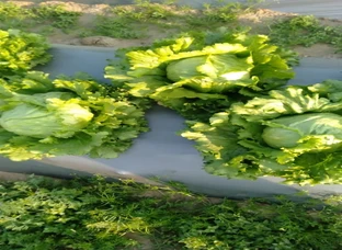 Lettuce