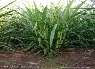 Cow grass