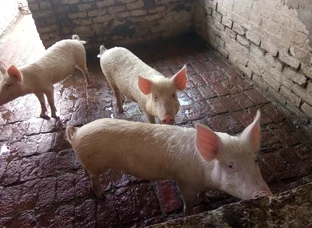 Pigs