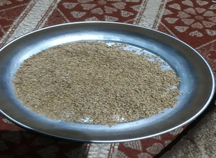 Quinoa 
