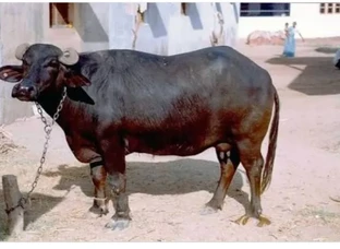 Buffalo
