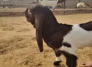 Totapari goat