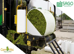 Corn Silage
