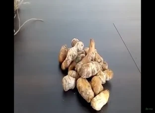 Ginger