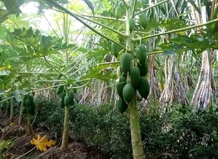 Papaya