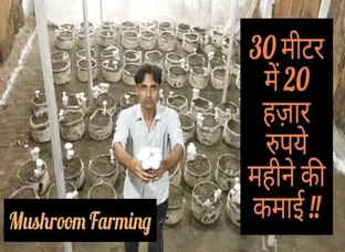 Mushroom Farm