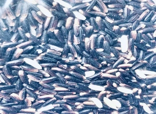 Black wheat