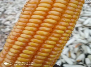 Makka