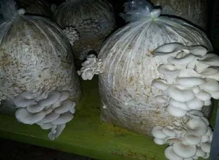 Oyster Mushroom