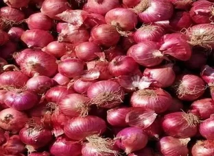 Onion
