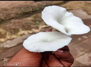 Fresh Oyester mushroom 