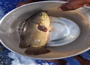 Bietnam koi