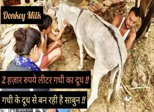 Donkey Milk Soap