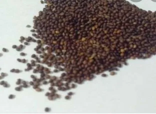 Tulsi beej , Tulsi ptte.