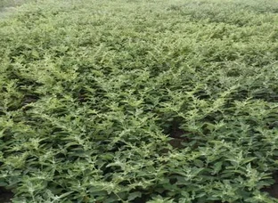 Ashwagandha seeds, अश्वगंधा बीज