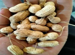 मूंगफली, groundnut, peanut