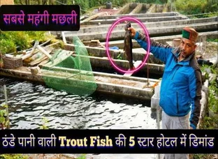 Trout Farm