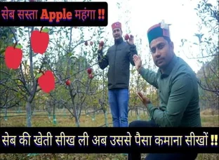 Singh Apple Orchard