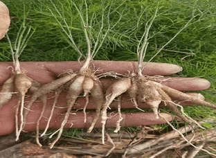 Shatavari plant
