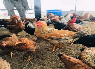 COUNTRY CHICKEN (DESI MURGA)