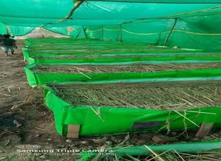 Vermicompost