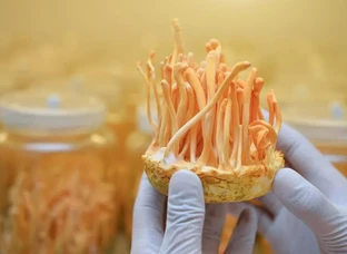 mushroom